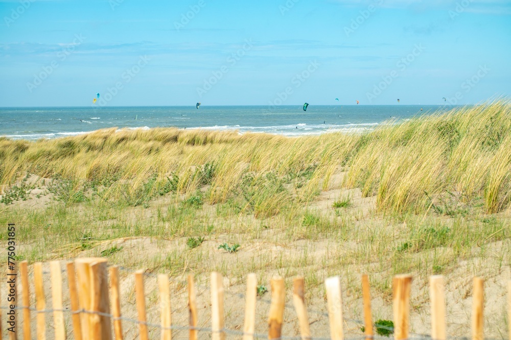 Fototapeta premium Scenic shot of grass by the sea
