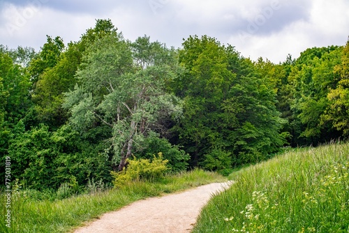 Path leading up to the forest during a summer
