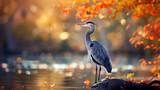 Grey heron standing on a rock by the lake at sunset.