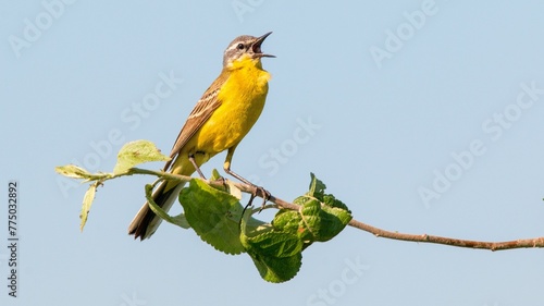 Western yellow wagtail bird perching with an open beak on a tree twig photo