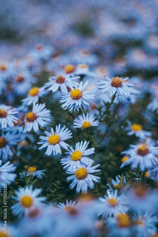 Selective focus of daisy flowers in a field Selective focus of daisy flowers in a field