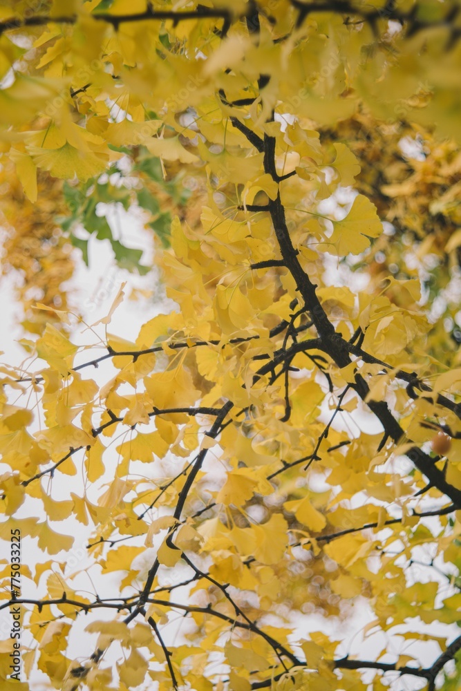 Beautiful autumnal background of yellow leaves on a tree Beautiful autumnal background of yellow leaves on a tree