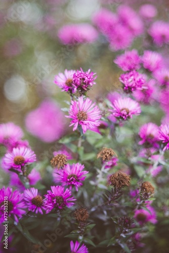 Beautiful vertical view of pink American asters
