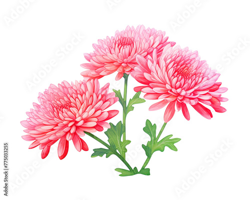 Chrysanthemums flowers remove background , flowers, watercolor, isolated white background