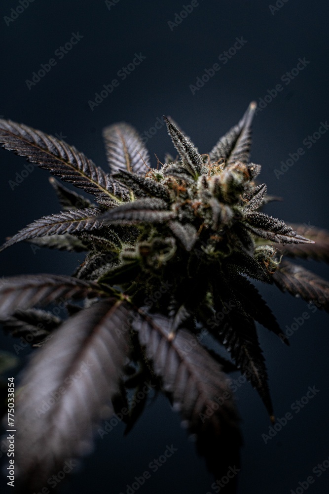 Vertical shot of a flowered kush cannabis plant on a dark background Vertical shot of a flowered kush cannabis plant on a dark background