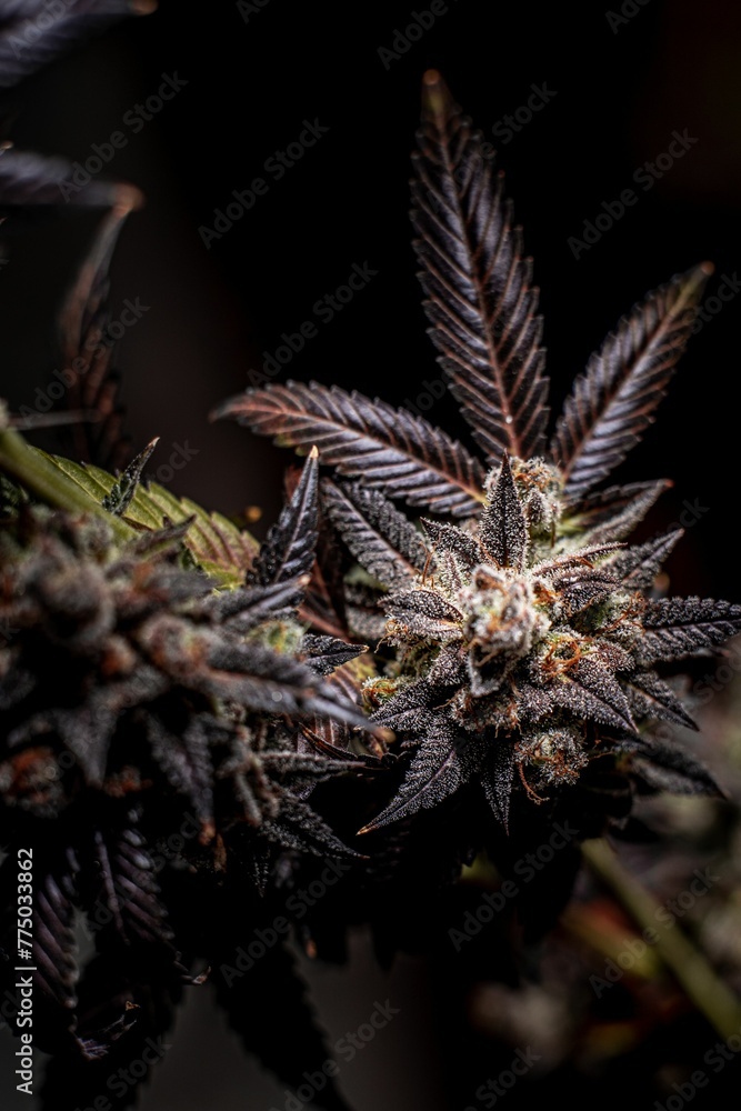 Vertical shot of a flowered kush cannabis plant on a dark background Vertical shot of a flowered kush cannabis plant on a dark background