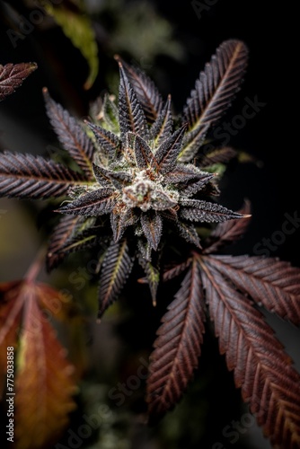 Vertical shot of a flowered kush cannabis plant on a dark background
