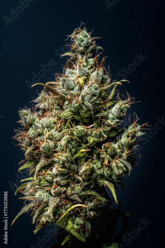 Vertical shot of a flowered kush cannabis plant on a dark background