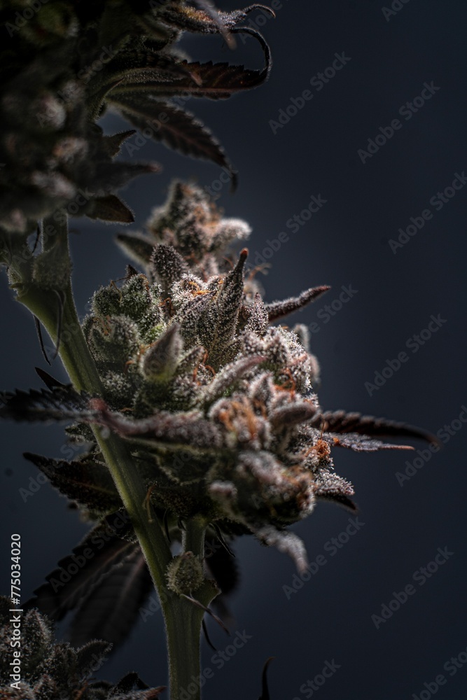 Closeup shot of the Mary Jane hemp bud on a dark background Closeup shot of the Mary Jane hemp bud on a dark background