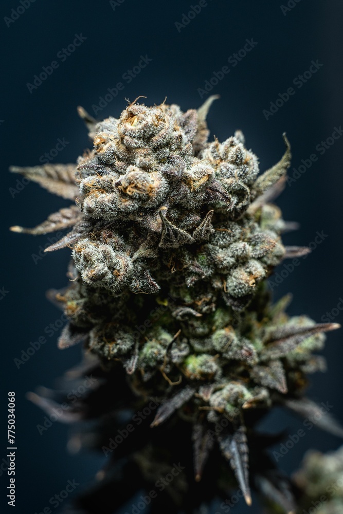 Vertical of a Cannabis sativa plant on a blue background, close up - concept of medicine Vertical of a Cannabis sativa plant on a blue background, close up - concept of medicine