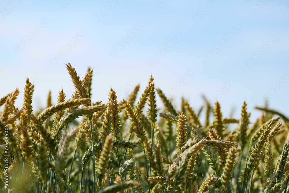 Beautiful view of wheat crops field against a blue sky
