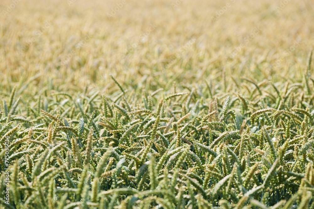 Beautiful view of wheat crops field for background use Beautiful view of wheat crops field for background use