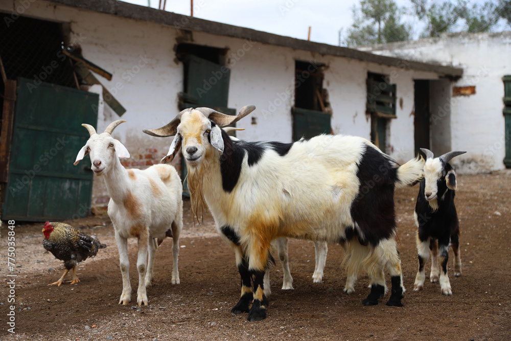Obraz premium Goat family in farm stable. Male goat, female goat and little goats. Domestic farm animals. Goat cattle. Cattle raising. Goats in old field farm.