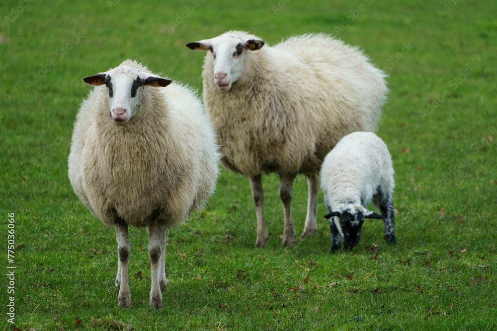 View of white sheeps in the green field.