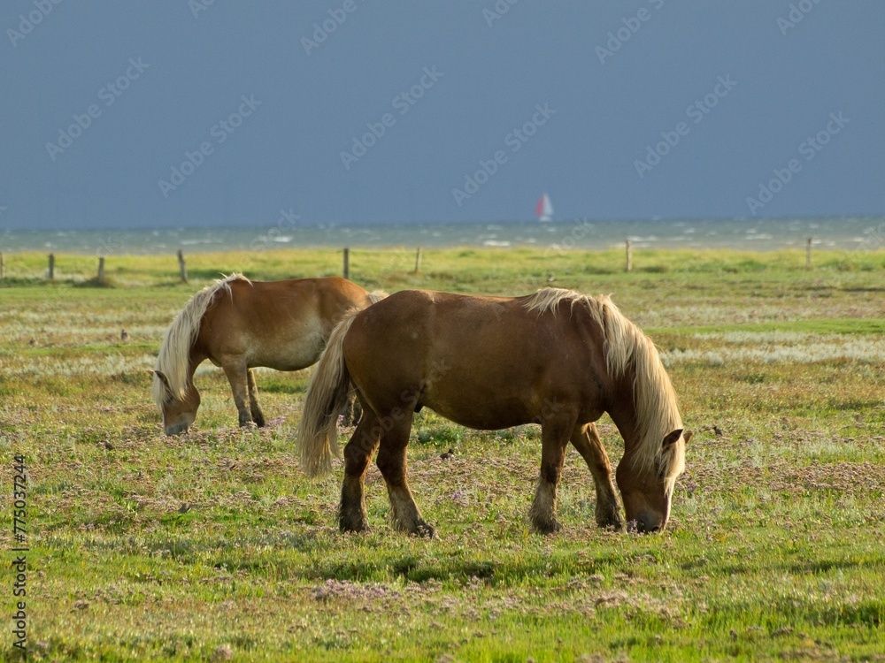 Beautiful horses eating from grassland in the grazing pasture
