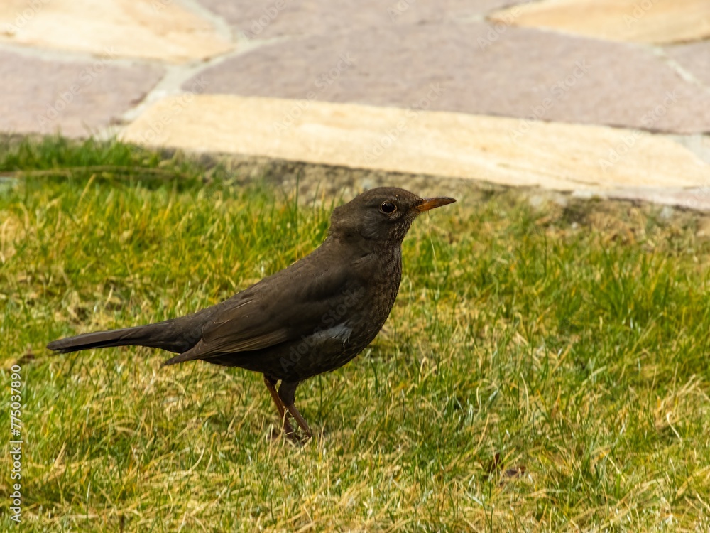small bird - male blackbird on green grass in a Japanese garden in the first days of spring small bird - male blackbird on green grass in a Japanese garden in the first days of spring
