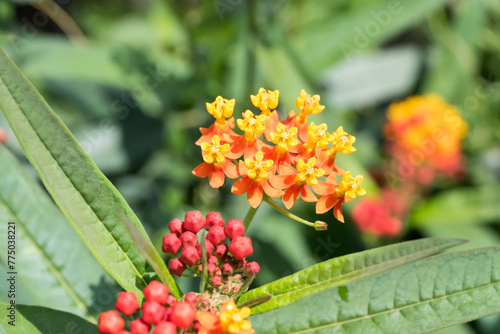 Beautiful tropical milkweed flowers. photo