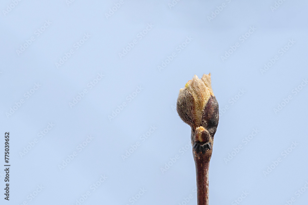 minimalism. bud bud on a tree branch close-up, on a blue background, macro. awakening of life.
