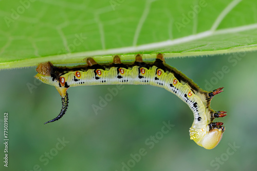 A large sphinx caterpillar with black spots is crawling on a leaf