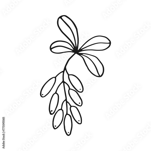 Branch with leaves and barberry. Botanical element. Hand drawn vector illustration in outline style.
