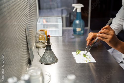 cientista cortando plantas para exame photo