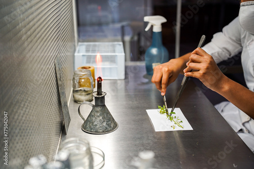 Laboratório, cientista cortando plantas photo