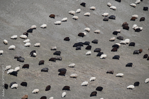 Flock of sheep in high mountains. Caucasus, Kabardino-Balkaria, Bezengi Gorge, Russia