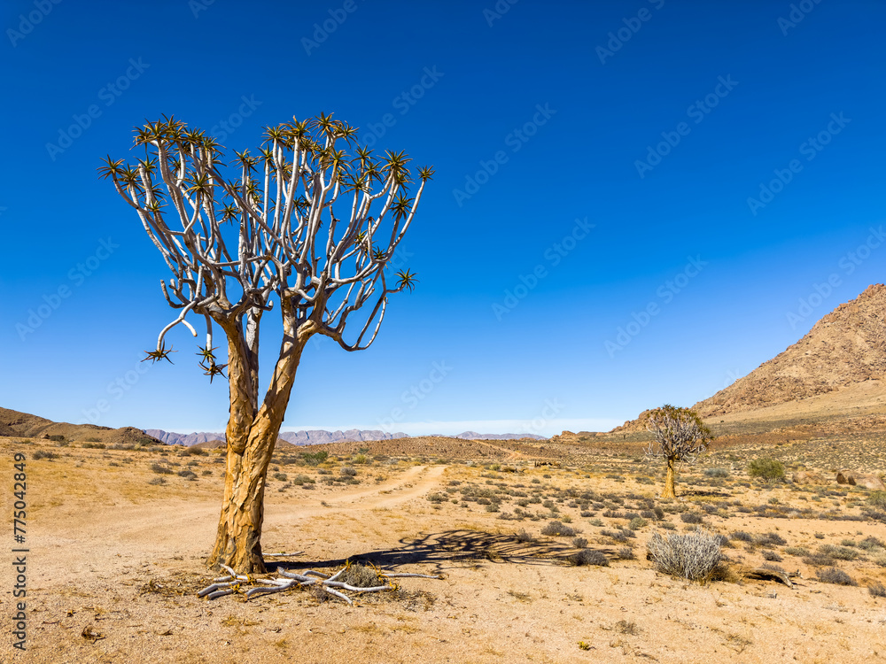Ancient Quiver Tree succulents in the Richtersveld National Park