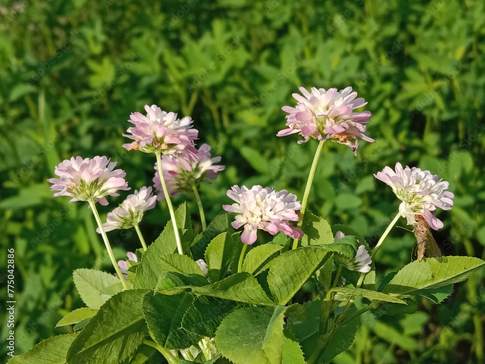trifolium resupinatum l flower bunch or Bunch of flower of the Persian clover in the garden.pink trifolium flower with green background 