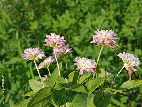 trifolium resupinatum l flower bunch or Bunch of flower of the Persian clover in the garden.pink trifolium flower with green background  photo