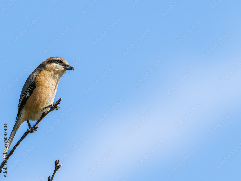 Fototapeta premium 木の枝にとまるモズ