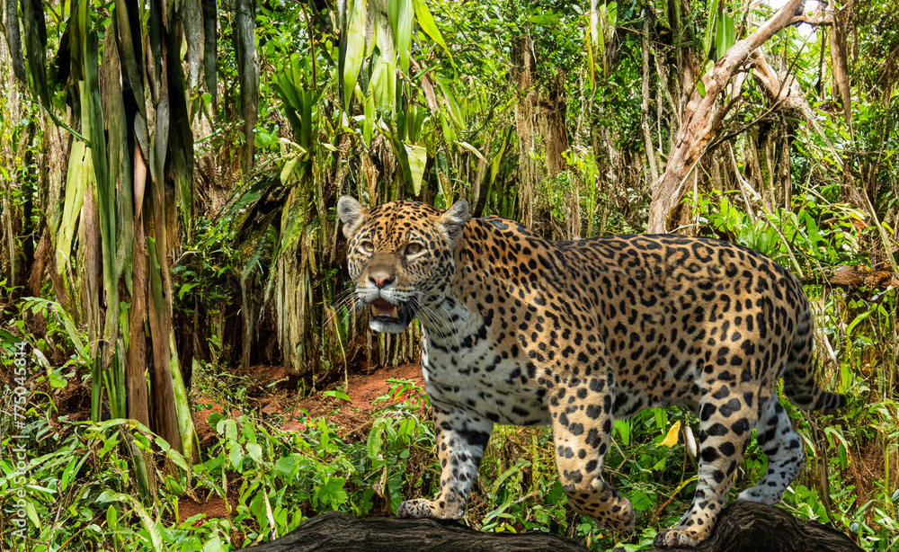 Obraz premium Close-up of a Jaguar (Panthera onca), adult male. Lives in Mexico, Central America, northern half of South America, Brazil.