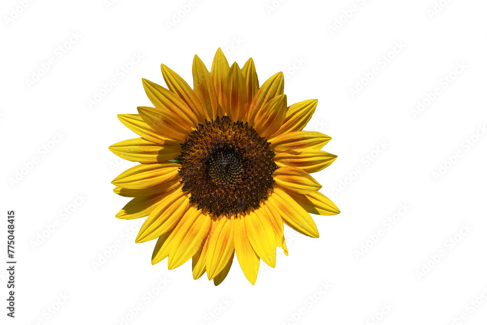 Fototapeta premium Sunflowers isolated on white background. Make clipping path.