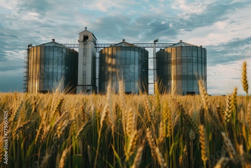 Silos in a wheat field. Storage of agricultural production. © kardaska