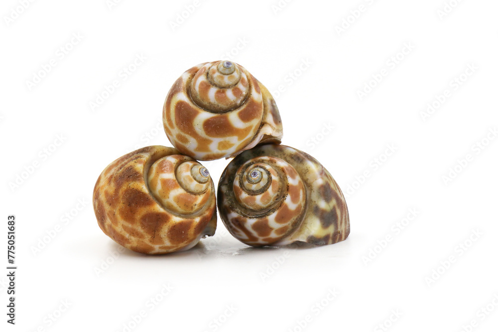Roasted Sweet shellfish isolated on white background. Fresh seafood. Roasted Sweet shellfish isolated on white background. Fresh seafood.