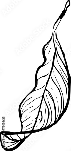 Lemon leaf hand drawn vector sketch illustration. Purchase poster, print, home decoration, menu cover, invitation, design template.