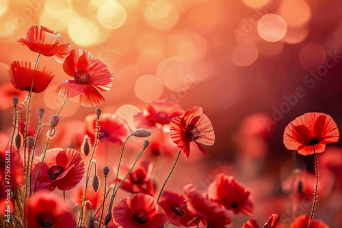 An enchanting close-up of bright red poppies basking in the soft glow of sunlight, highlighting their delicate petals