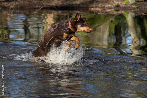 Side view of a beautiful brown mixed-breed dog with clear green eyes jumping out of water in a wilderness area near Lyon called "Serre Woods".