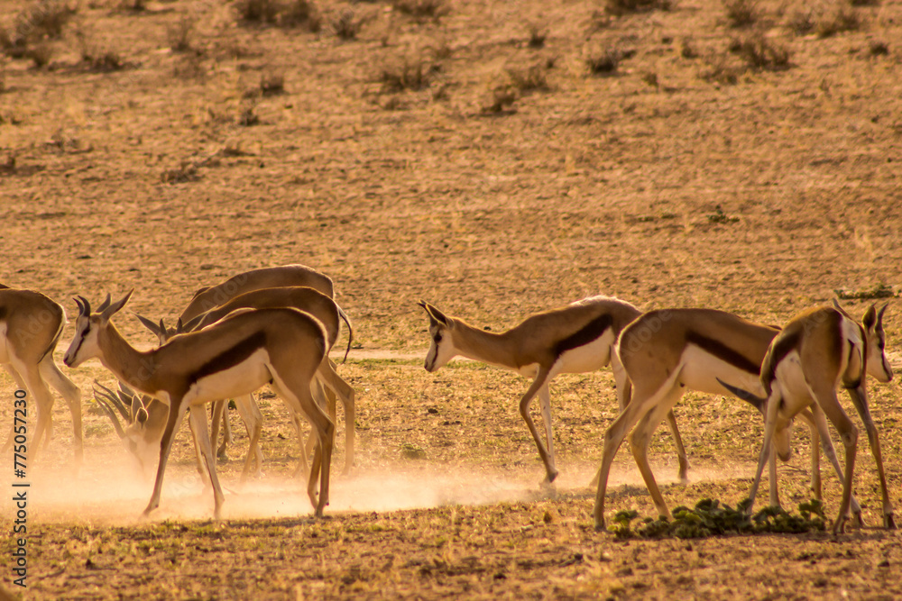 A Herd of Springbok, Antidorcas marsupialis, in a cloud of golden dust, backlit from the early morning sunrise in the Kgalagadi National Park, South Africa. A Herd of Springbok, Antidorcas marsupialis, in a cloud of golden dust, backlit from the early morning sunrise in the Kgalagadi National Park, South Africa.