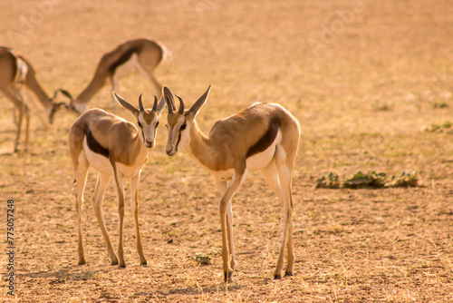 Two Young Springboks in the dry riverbed of the Auob river in the Kgalagadi National Park, South Africa photo