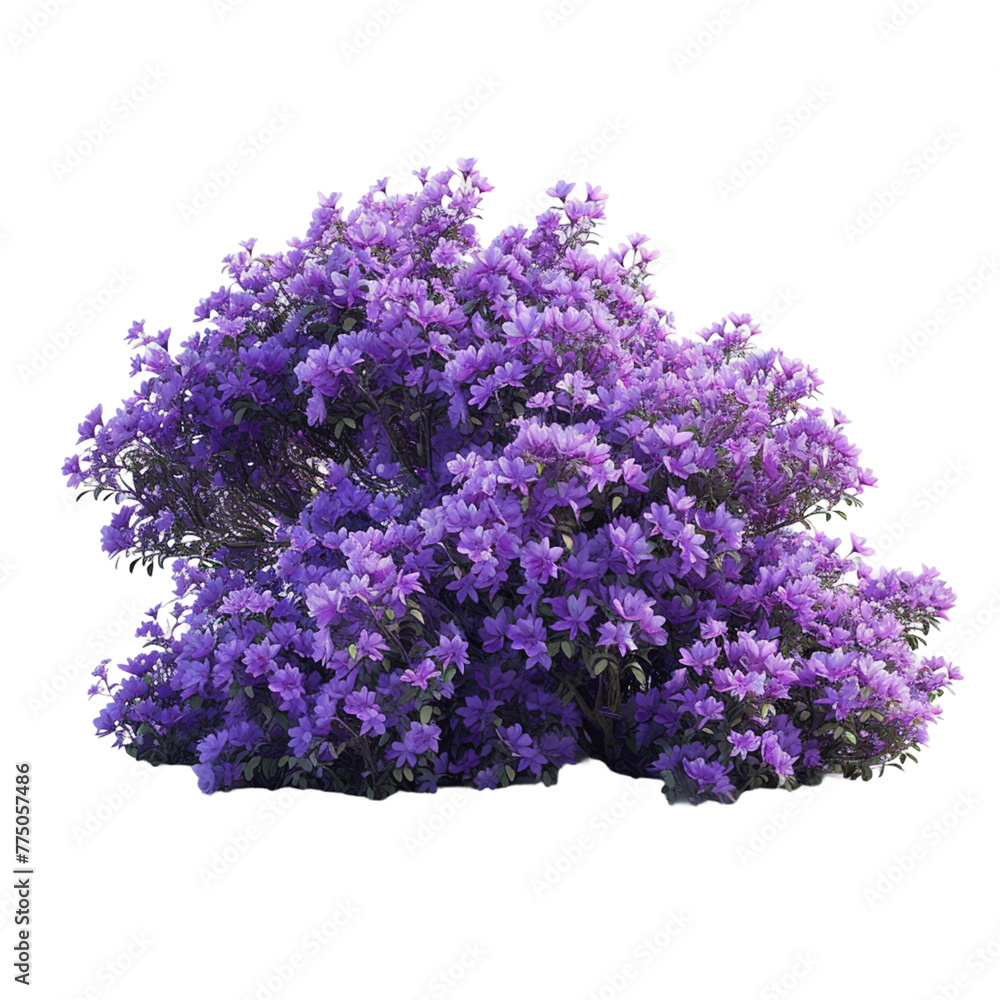 lilac tree isolated on white background.
