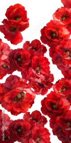 Anzac Day memorial celebrations. Remembrance day card, banner. Vibrant red poppies isolated on blank white background. Template. © Maroubra Lab