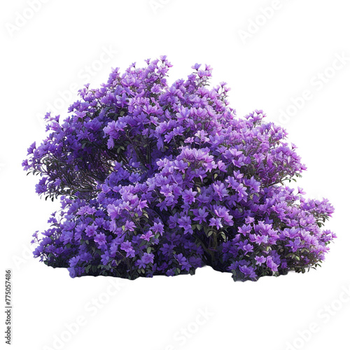 lilac tree isolated on white background. 