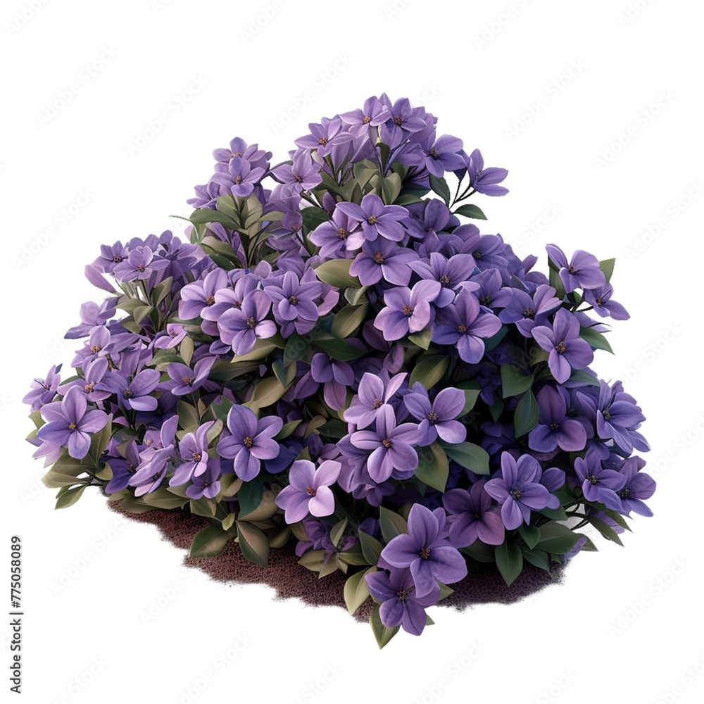 Obraz premium lilac tree isolated on white background. 