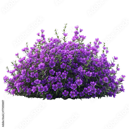 lilac tree isolated on white background. 