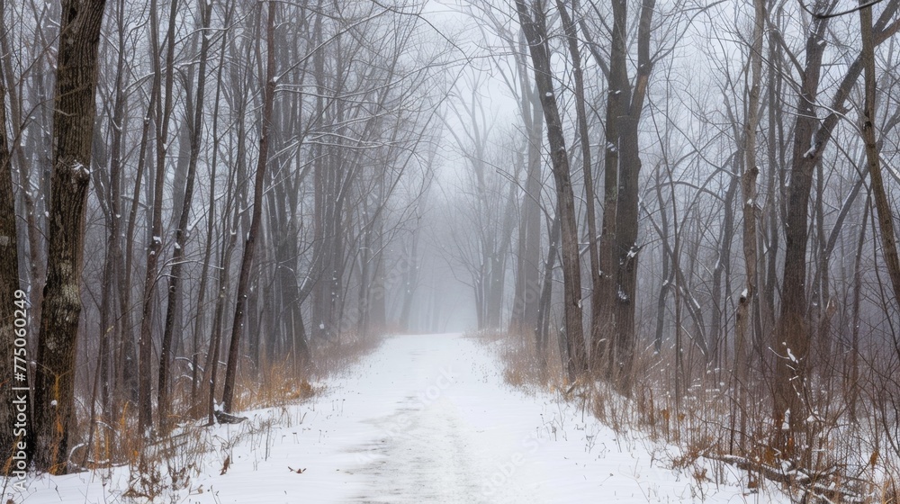 Snowy Winter Path Through a Misty Forest
Snowy Winter Path Through a Misty Forest