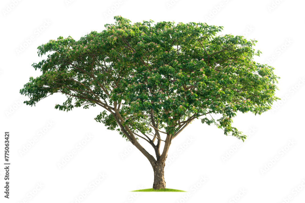 large tree with green leaves stands alone on a white background - obrazy, fototapety, plakaty 