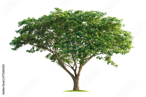 large tree with green leaves stands alone on a white background © lovelyday12
