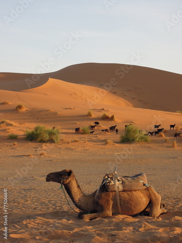 사하라 사막의 풍경 photo