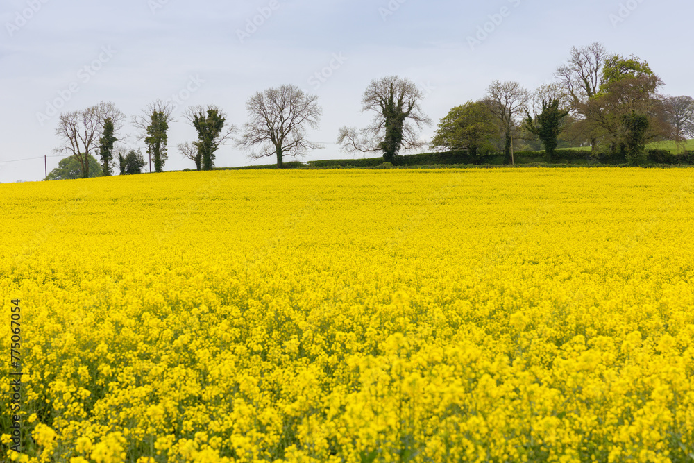 Bright Yellow Oilseed Rape or Rapeseed plant crop 